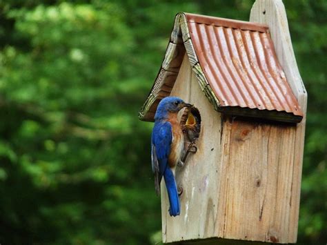 place   bluebird house birds  blooms