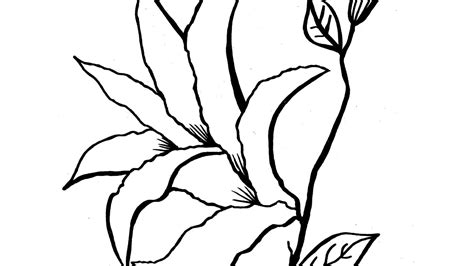 easter lily coloring page printable  svg file  diy machine