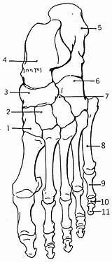 Foot Bones Anatomy Color Human Hand Coloring Skeleton Worksheets System Body Worksheet Skeletal Drawing Pages Physiology Labeling Template Sheets Labels sketch template