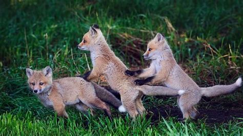 bbc earth playful fox cubs begin to emerge