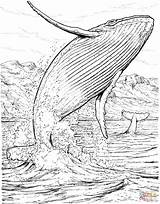 Humpback Baleine Jumping Whales Blauwal Ballena Sperm Coloriages Apologia Lesson Bosse Marins Saltando Malvorlage Acqua Realistic Shark Springt Wasser Ballenas sketch template
