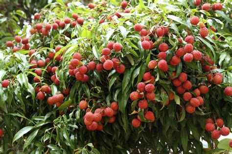 grow lychees plant instructions