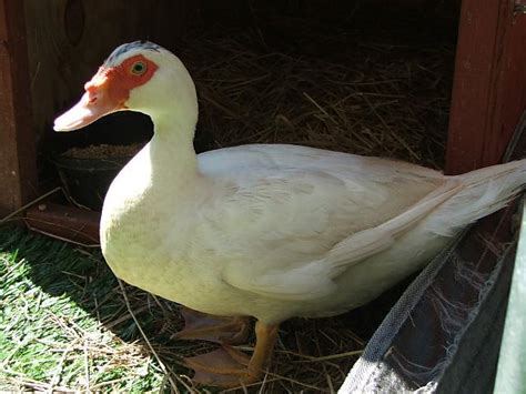 majestic waterfowl sanctuary ducks and geese that have