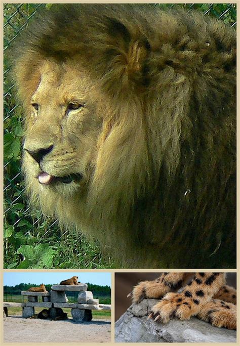 african lion safari ontario freethinking animal advocacy