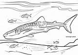 Walhai Ausmalbilder Haie Tiere sketch template