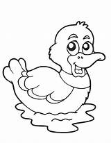 Duck Coloring Pages Baby Printable Spring Popular sketch template