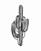 Cactus Saguaro Tattoos Drawing Tattoo Tattly Getdrawings Choose Board Clipartmag sketch template