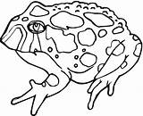 Toad Coloring Printable Pages Frog Color Online Kids Animal Amphibian sketch template