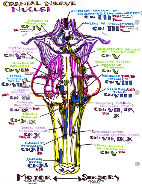 bookbrain stem nuclei  central nervous system anatomy