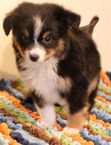 Toy Australian Shepherd Puppies For Sale In Co Toy Aussie Puppies In Co