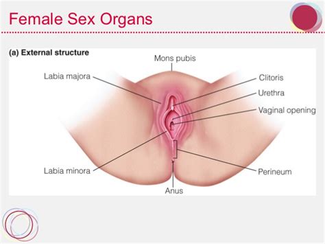 women sexual organs spy cam porno