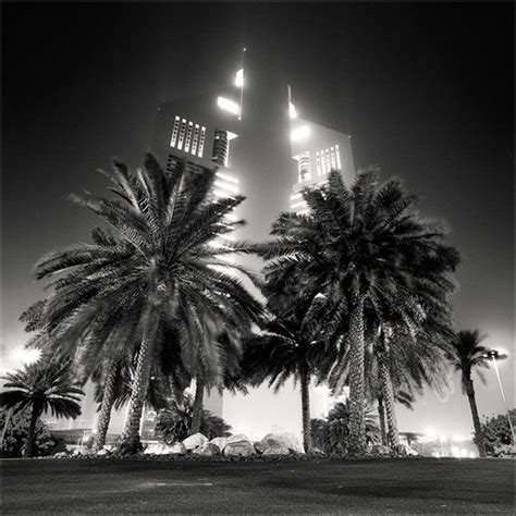 black  white photograph  palm trees  front   tall