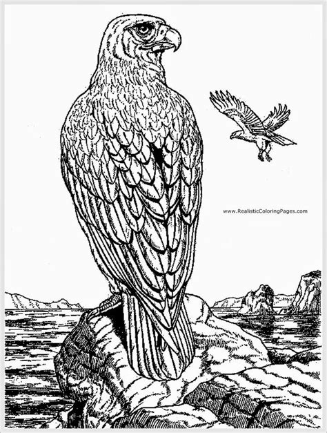 eagle adult coloring pages coloring pages  adults pinterest