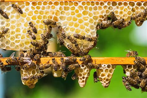 comment les abeilles font elles de la cire gamm vert