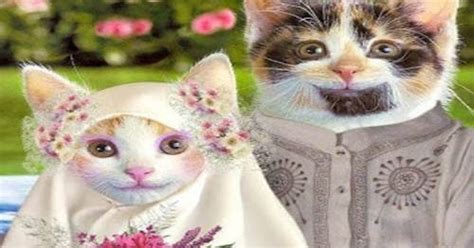 kumpulan gambar kucing lucu imut  menggemaskan