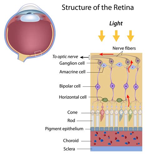 layers   retina discovery eye foundation
