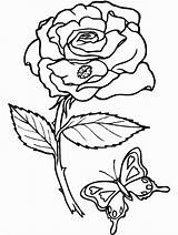 Trandafiri Colorat Planse Desenat Fise Goldman Curand Gat Decat sketch template