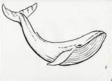 Ballena Whale Ballenas sketch template