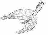 Turtle Drawing Sea Loggerhead Coloring Pages Turtles Getdrawings sketch template
