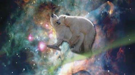 cosmic polar bear sex youtube