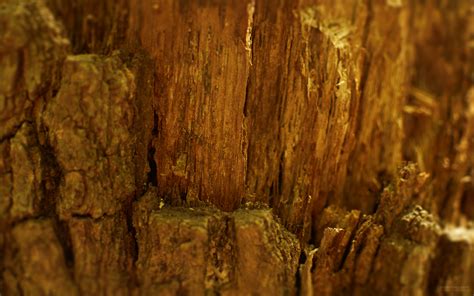 Wood Fiber 1920x1200 Download High Quality Hd Wallpapers For Free Wide