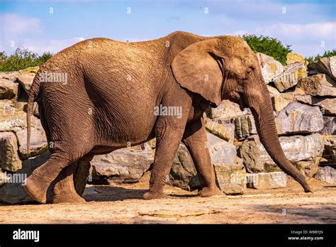 big african elephant  beekse bergen zoo  netherlands europe stock photo alamy