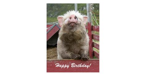 cute pig happy birthday greeting  postcard zazzlecom