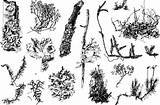 Mosses Lichen Lichens Liquen Líquenes Ilustraciones sketch template