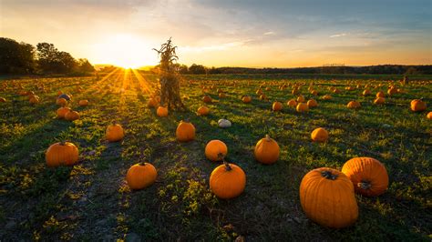 pumpkin patch   late afternoon  early autumn travel tips