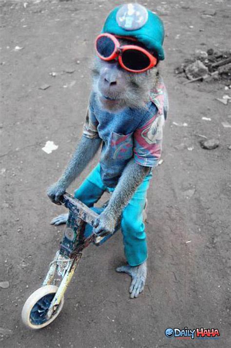 monkey riding  bike