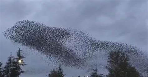 swarm  birds put  dazzling show  sky
