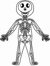 Skeleton Kids Skeletal System Clipart Drawing Coloring Human Library sketch template