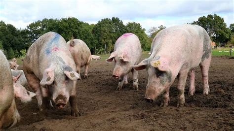 varkens moeten op minstens vijftig meter van woning staan vee en gewasnl landbouwnieuws