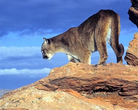 Cougar In The Sky Photograph By Larry Allan Fine Art America
