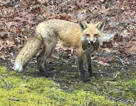 red fox   gray fox ecoviews