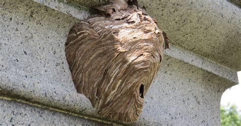 baldfaced hornet a selfless builder that stings the new york times