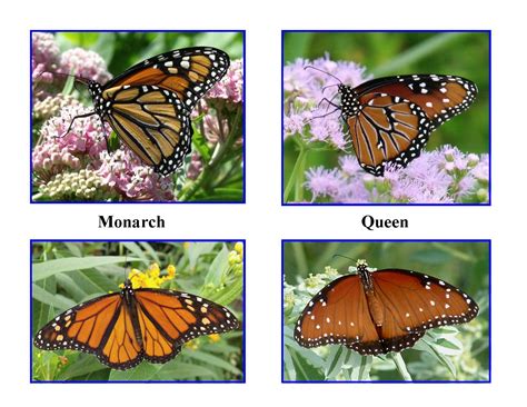 Monarchs And Milkweeds Kerrville Chapter