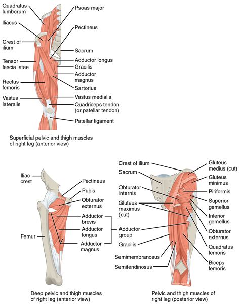 Appendicular Muscles Of The Pelvic Girdle And Lower Limbs · Anatomy And