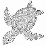 Turtle Zentangle Schildpad Kleurplaten Stylized Tortue Stilisierte Antistress Tartaruga Schildkröte Mandalas Stilizzato Cartone Animato Kleurplaat Stockvectors Rechtenvrije Su Gestileerde Isolato sketch template