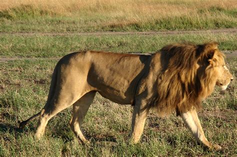 fileafrican lion jpg wikimedia commons