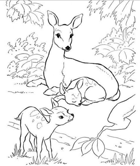 backyard coloring pages coloring pages