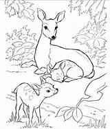 Coloring Nature Animals Pages Backyard Books Animal Kids Printable Wild Hubpages Color Doe Deer Et Boyama Ziyaret Kitapları Fawns Two sketch template