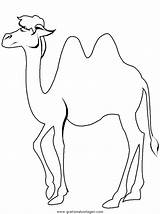 Kamele Ausmalen sketch template