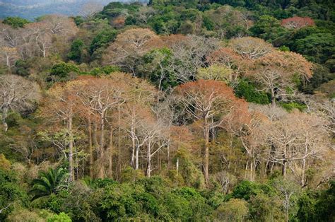 diverse tropical forests grow fast  widespread phosphorus limitation