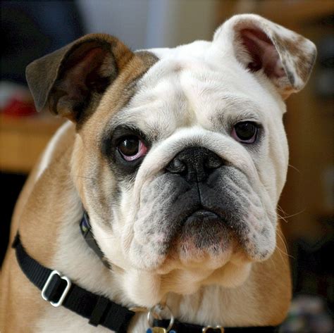 englische bulldogge rasseportrait wesen charakter zuechter