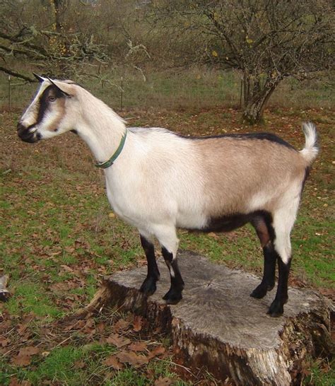 goat breeds flashcards memorang