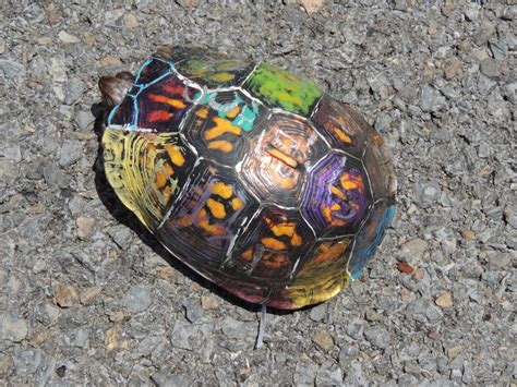 painting turtle shell  paintingvalleycom explore collection  painting turtle shell