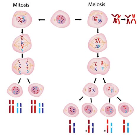 las  diferencias entre mitosis  meiosis muy salud