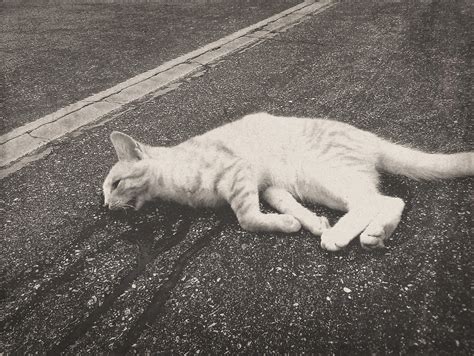 dead cat   im supposed     photography break flickr