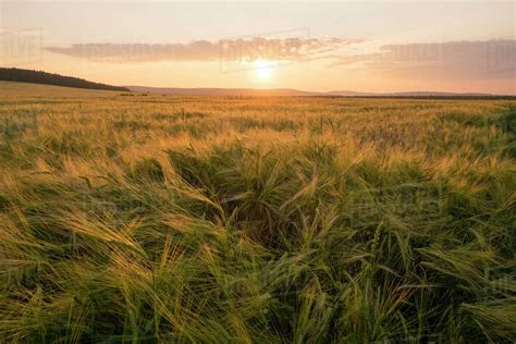field  tall grass  sunset stock photo dissolve